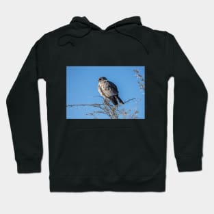 Namibia. Etosha National Park. Gabar Goshawk. Hoodie